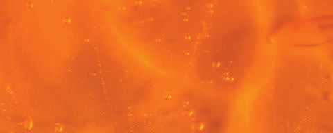 curQ+® banner