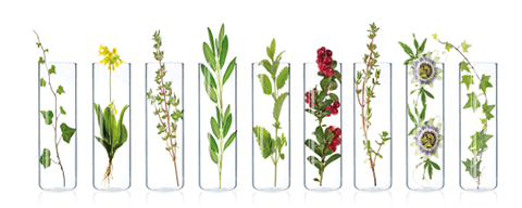 Delphinol® Beauty From Within banner