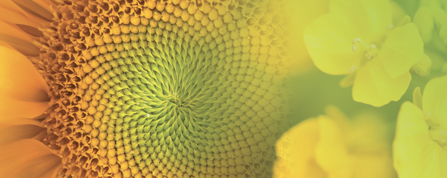 Nuseed Americas Sunflower N4H302 E banner