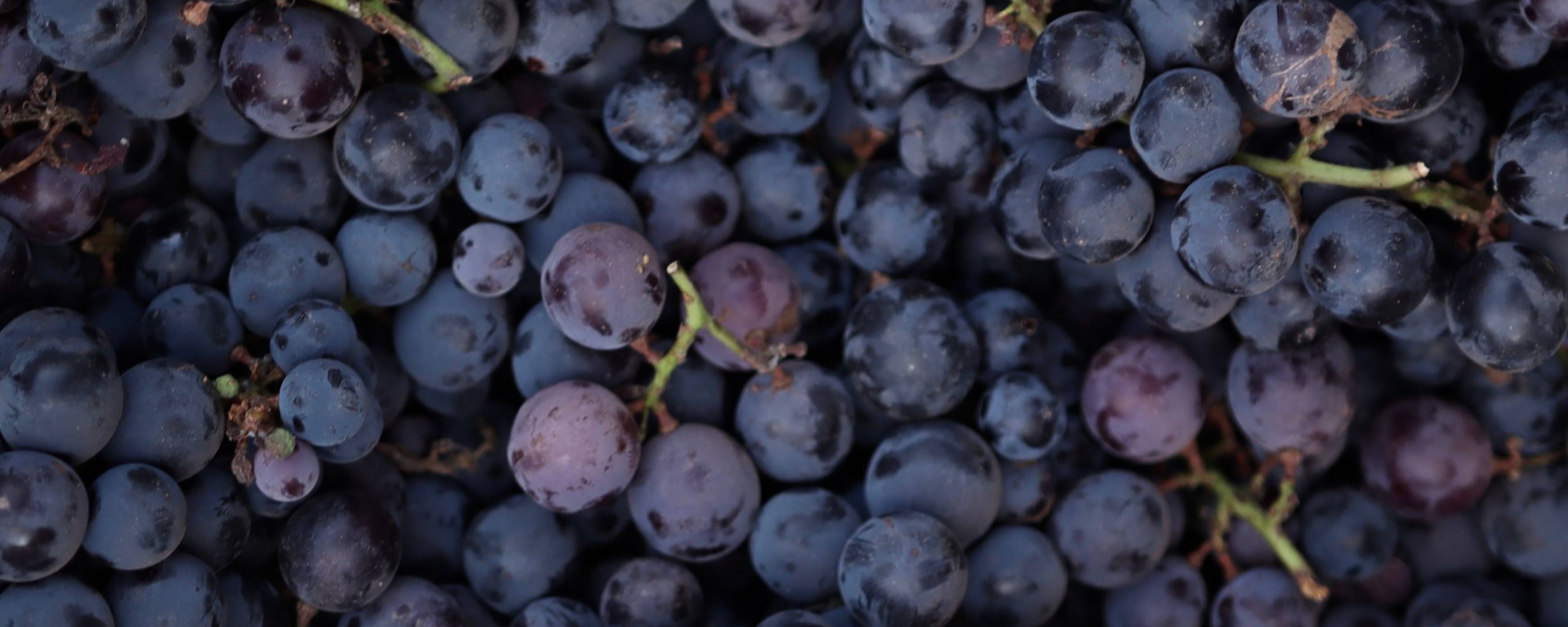 Callisons Grape Type Flavor NAT SD (104677) banner