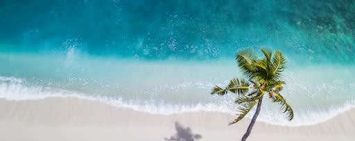 Callisons Blue Tropical Punch Flavor N&A SD (111042) banner