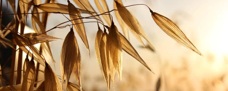 SWEOAT® Bran BG28 XF (DI022B28) banner