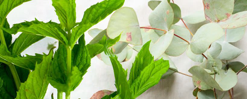 Oral Care Flavors Spearmint Eucalyptus Flavor N&A OS (109890) banner