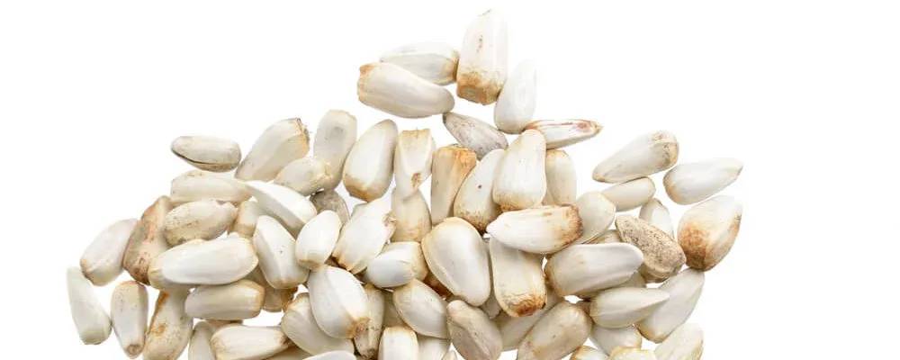 Conventional Safflower Meal banner