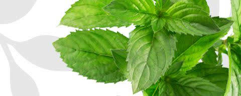 Products - Flavor Producers - Knowde - 2