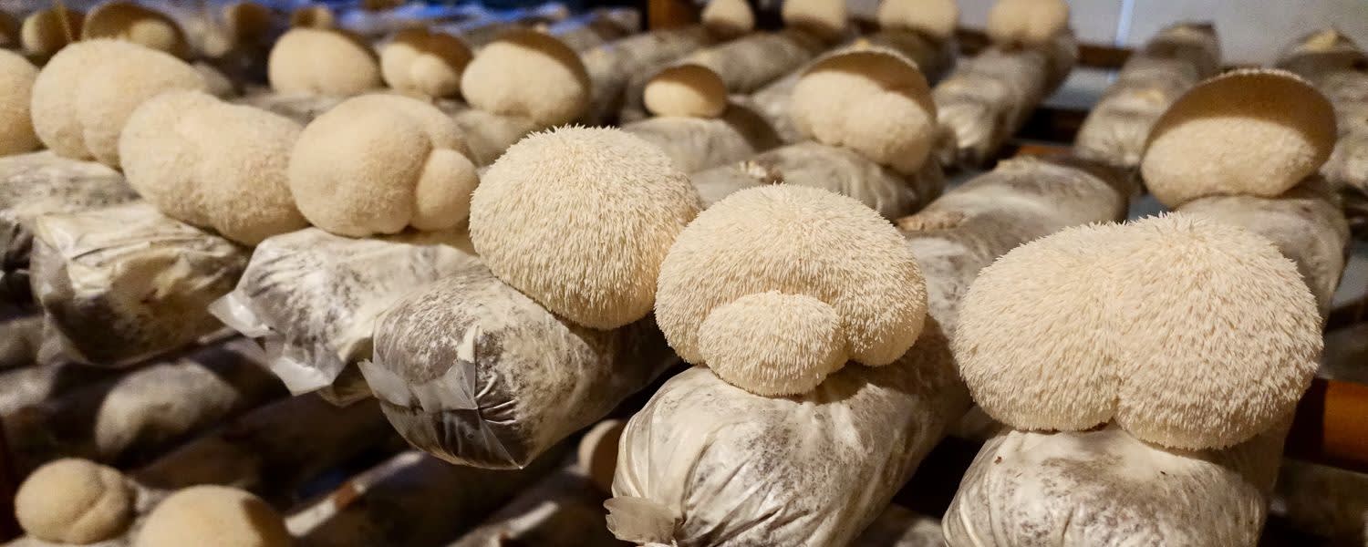 Nammex Lion’s Mane Mushroom Extract 1:1 banner