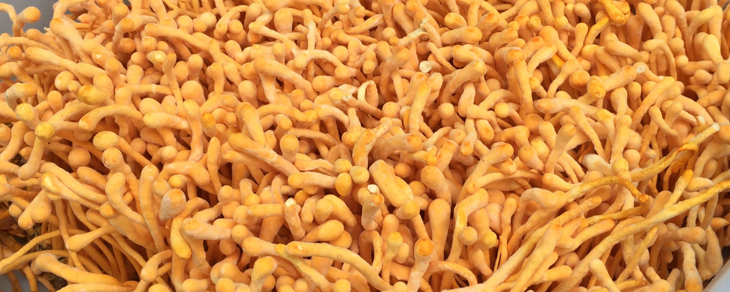 Nammex Cordyceps Mushroom Extract 1:1 banner