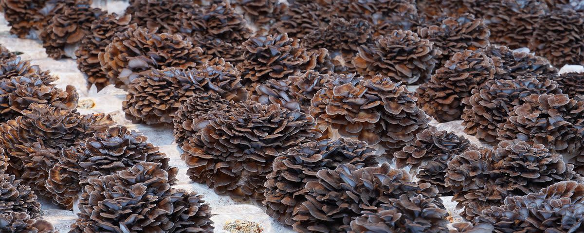 Nammex Maitake Mushroom Extract 1:1 banner