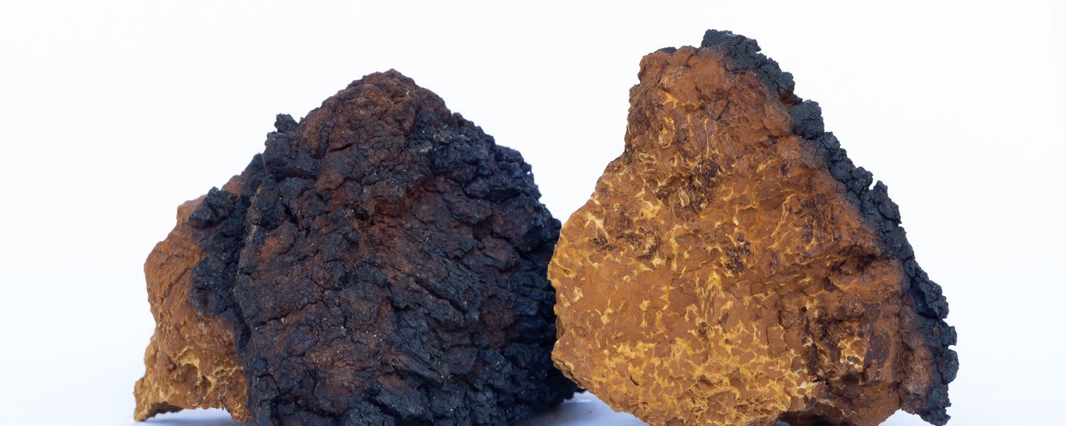 RealChaga™ Extract 8:1 banner