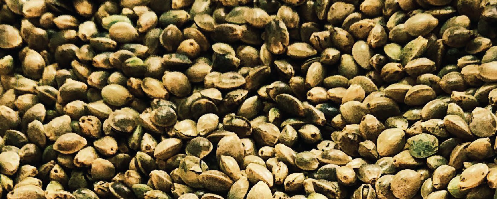 Bialobrzeskie Planting Seed banner