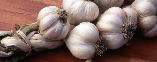 Naturex GARLIC JUICE, REFRIGERATED (NV0RJP25) banner