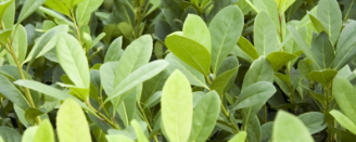 Naturex Yerba Mate Toasted PE (DC100339) banner