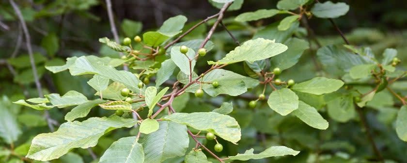 Naturex CASCARA SAGRADA SE (AC320005) banner