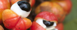 Naturex Organic Guarana PE - USA Organic (DCN10353) banner