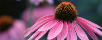 Naturex ORGANIC ECHINACEA PURPUREA HERB PE (DCN24106) banner