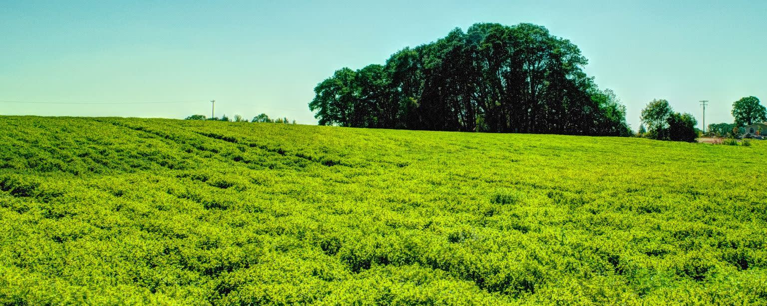 Peppermint Willamette Type NAT OS (111069) banner