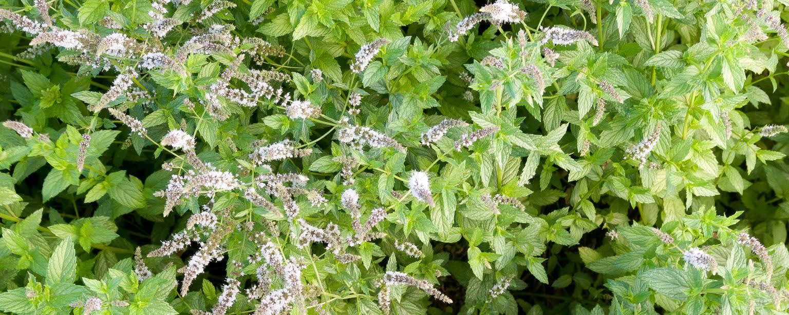 Spearmint Oil Native Type (111079) banner