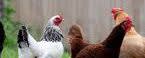 Colorado Mills All Flock Feed banner
