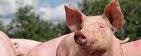 Colorado Mills Show Pig Feed banner