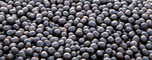 New Acai Amazonas Conventional Acai Extract Powder (785503) banner