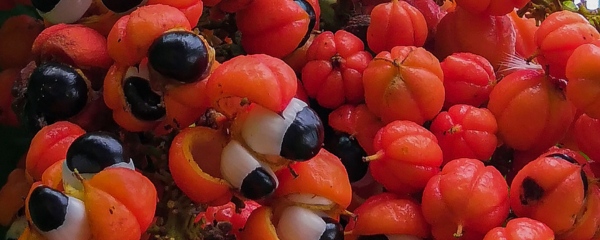 New Acai Amazonas Conventional Guarana Extract Powder 10% Natural Caffeine (785065) banner