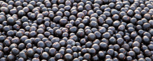 New Acai Amazonas Organic Acai Juice Powder (995503) banner