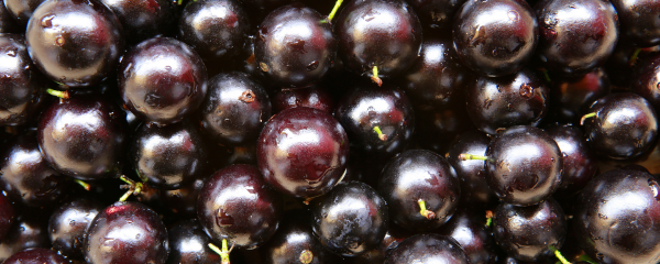 New Acai Amazonas Organic Jabuticaba Spray Dried Powder (950105) banner