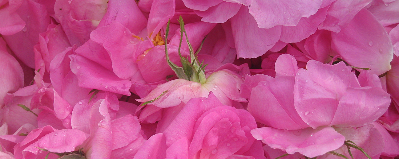 SARIS Rose Floral Water (Rosa damascena) banner
