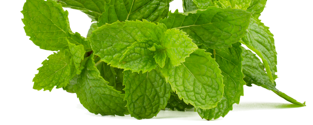 SARIS Peppermint Essential Oil (Mentha piperita) banner