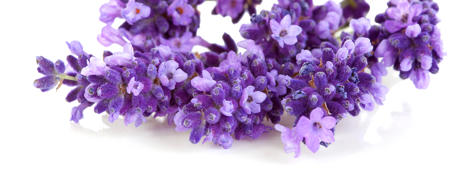 SARIS Lavender Essential Oil (Lavandula angustifolia) banner