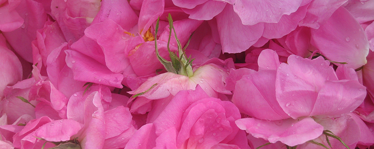 SARIS Rose Essential Oil 100% (Rosa damascena) banner