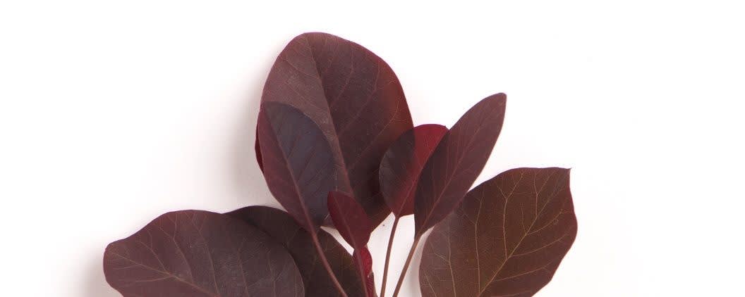 SARIS Smoke Tree / Sumac Essential Oil (Cotinus coggygria) banner