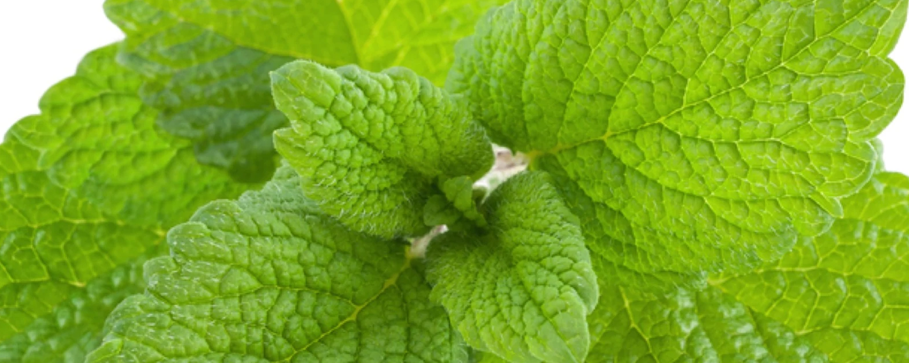 SARIS Lemon Balm Essential Oil (Melissa officinalis) banner