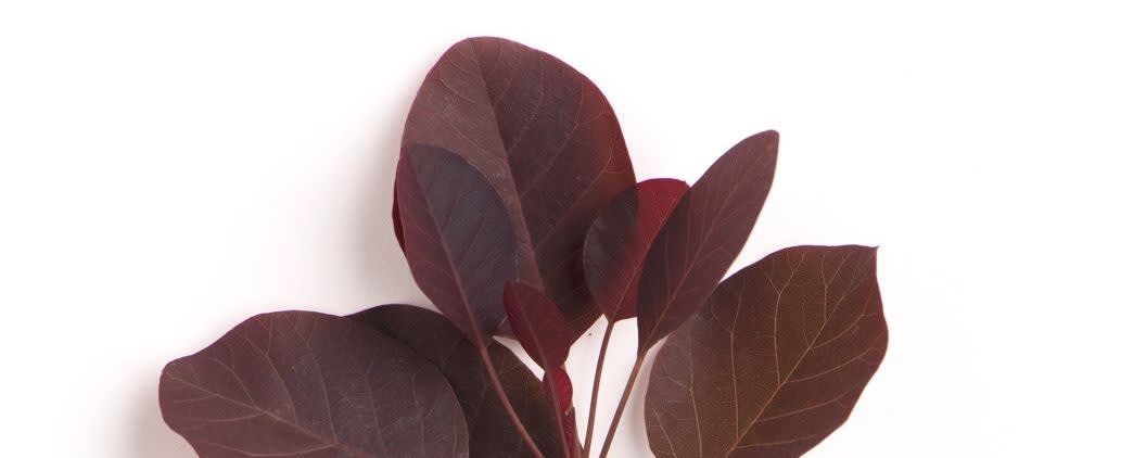 SARIS Smoke Tree Floral Water (Cotinus coggygria) banner