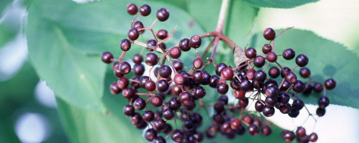 Naturex Elderberry Fruit Powder 4% Anthocyanins HPLC (ON700002) banner