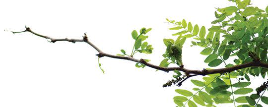 Type 4911 - Organic Gum Arabic banner