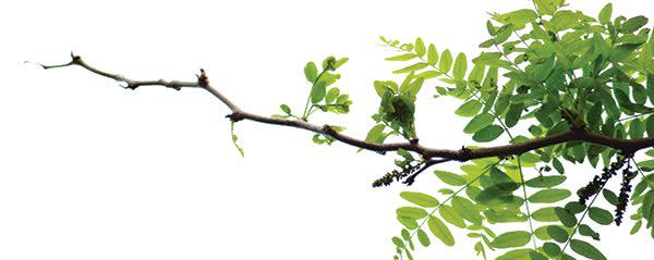 PureAcacia High Oleic Sunflower Oil Powder banner