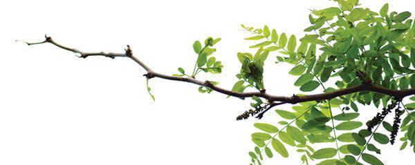 Organic Guar Gum Powder RICOL - RG - 235 banner
