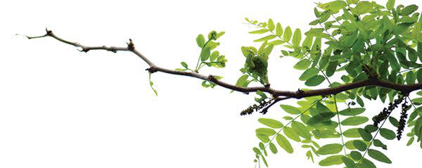 Citrus Pectin HMC-RS 1 banner