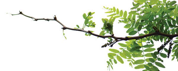 Blackberry Powder SM banner