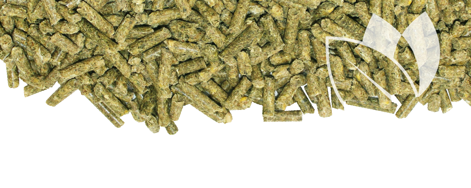 Belstra 40% Beef Supplement (Medicated) banner