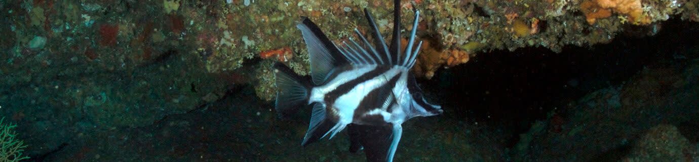 Pentamid™ AB S GV30 H black banner