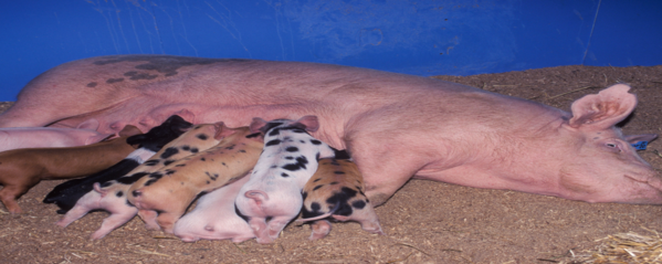 Runt-Rescue banner