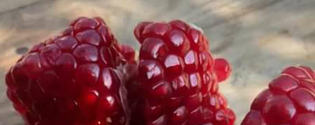 SEBG for Export Pectin Powders from Pomegranate Peel banner