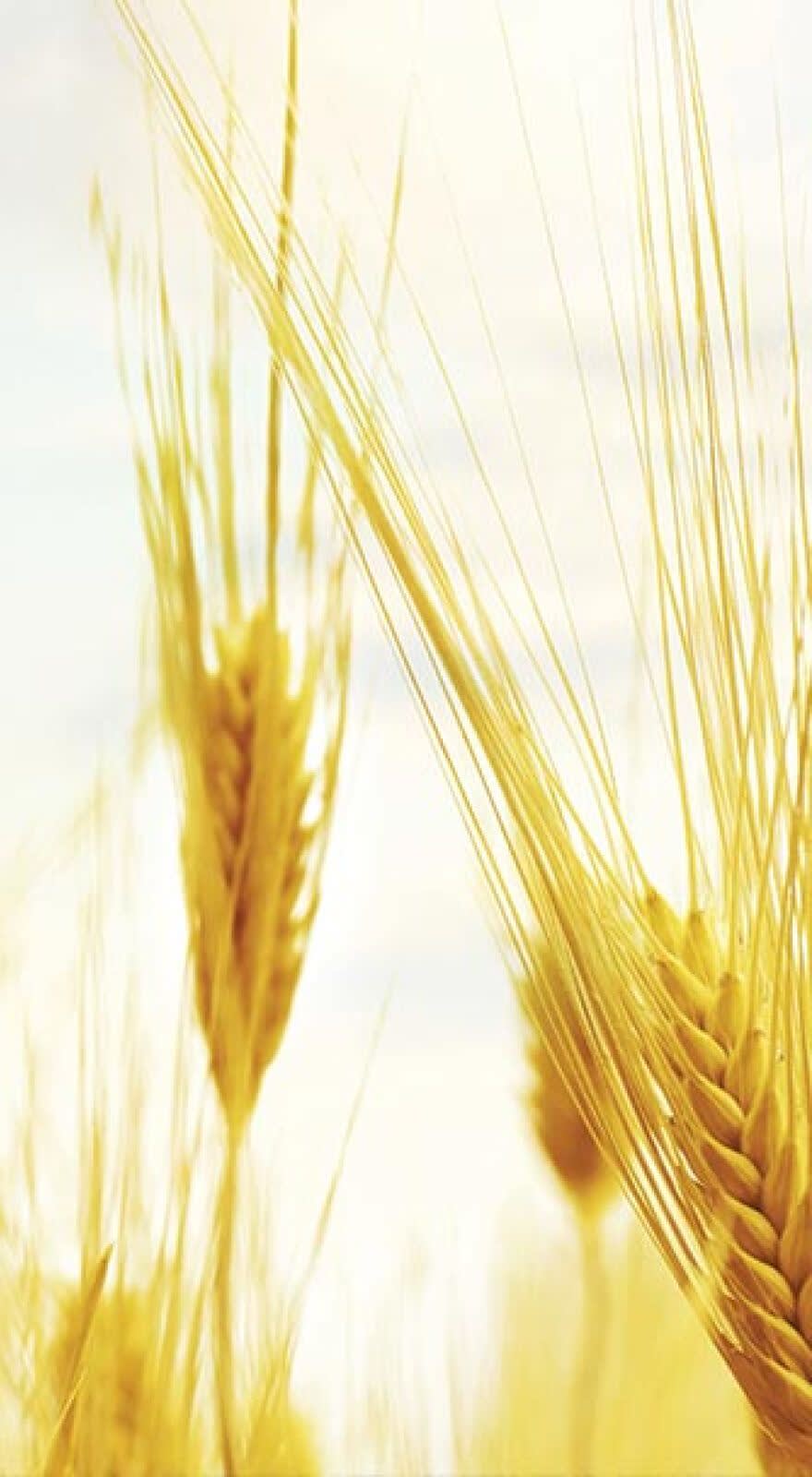 Dicamba De-Amine® banner