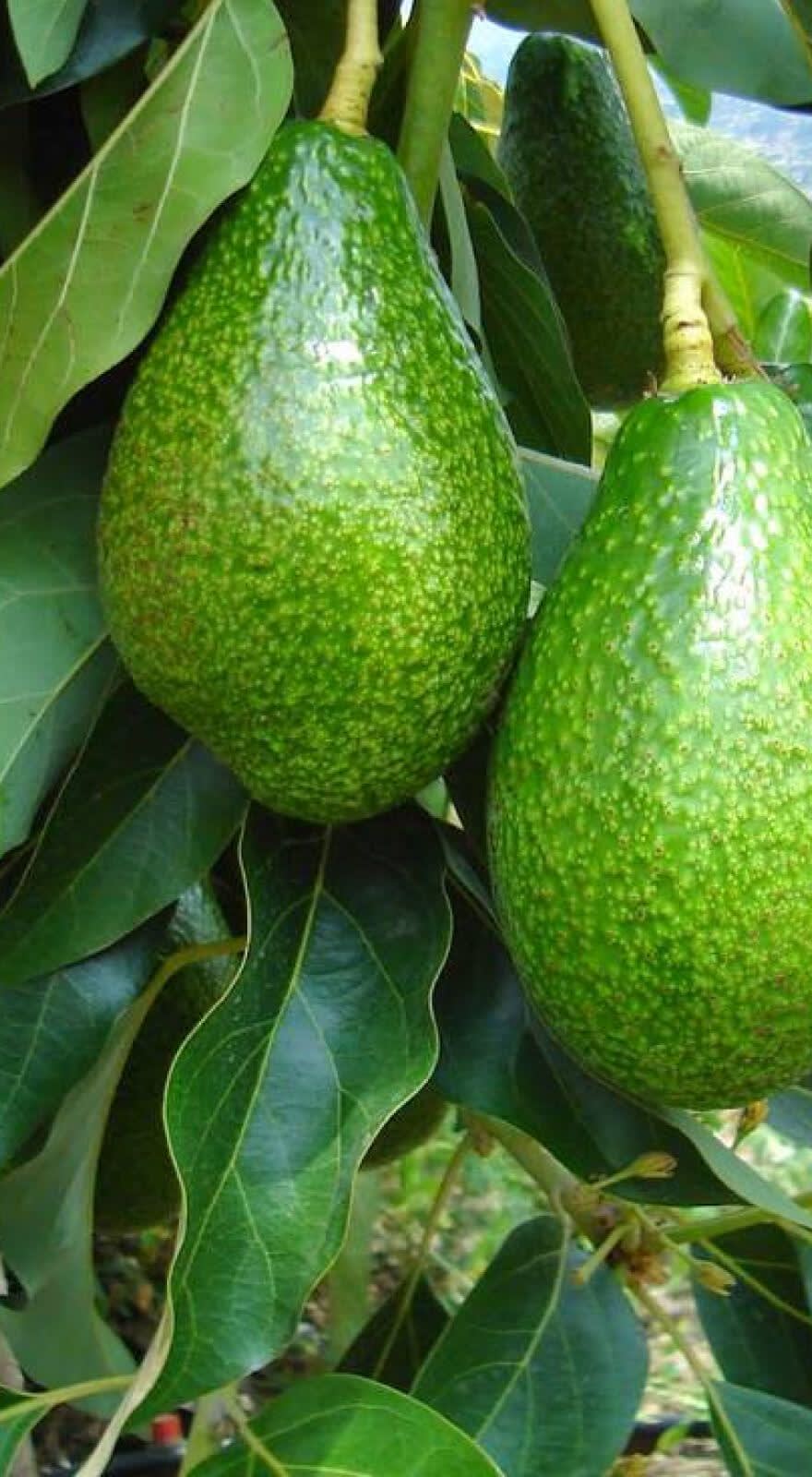 Fertiorgan CA banner