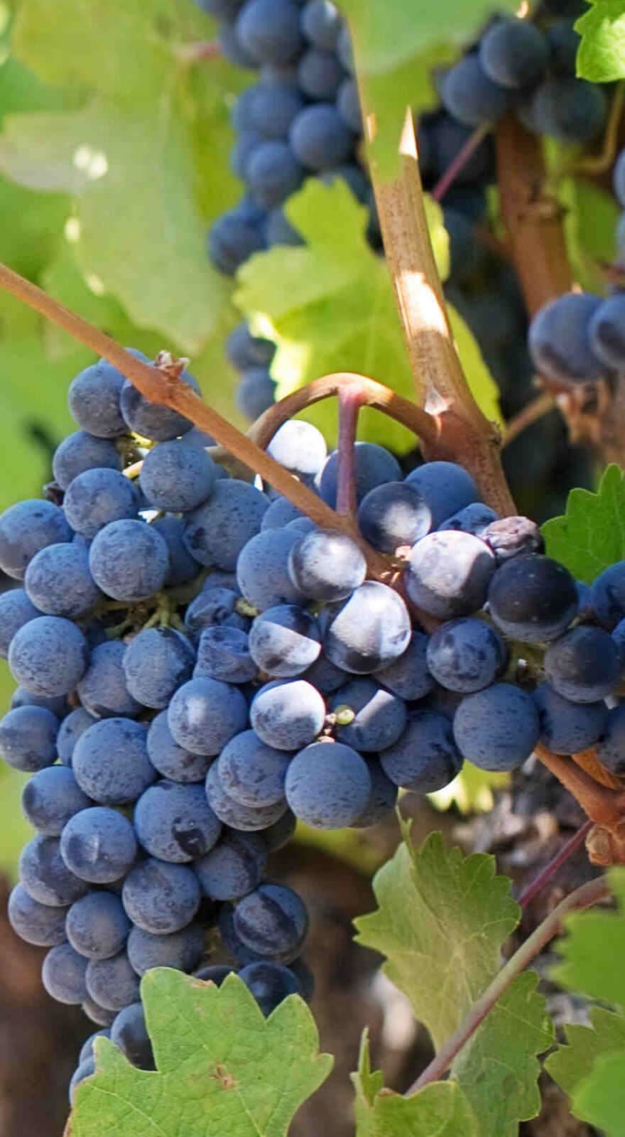 KELAMIX COMPLEX banner