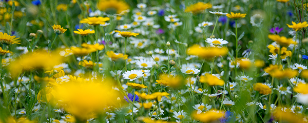 AFI Compare to Aroma Wildflower Meadow by BBW® F33308 banner