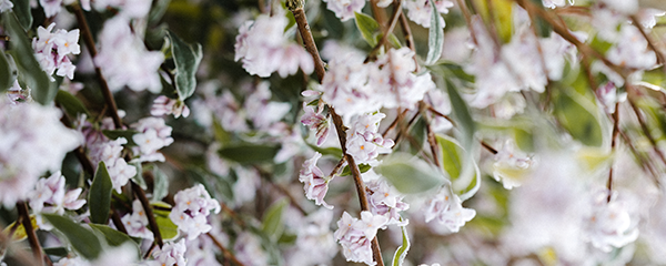 AFI Compare to Aroma Jasmine & Clove by BBW® F44801 banner