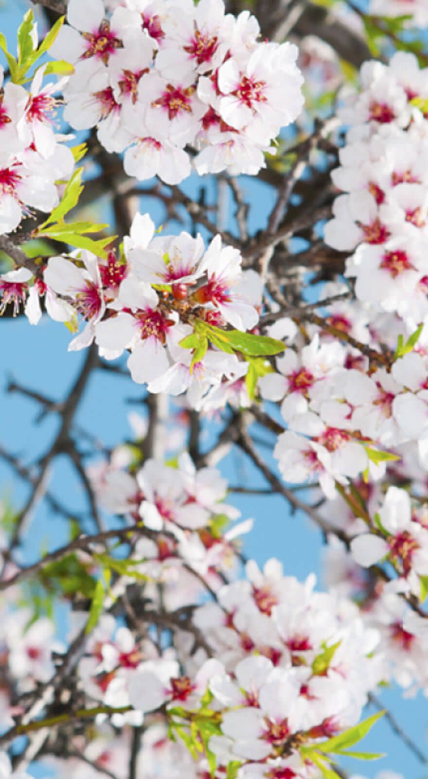 Soaker Plus A banner